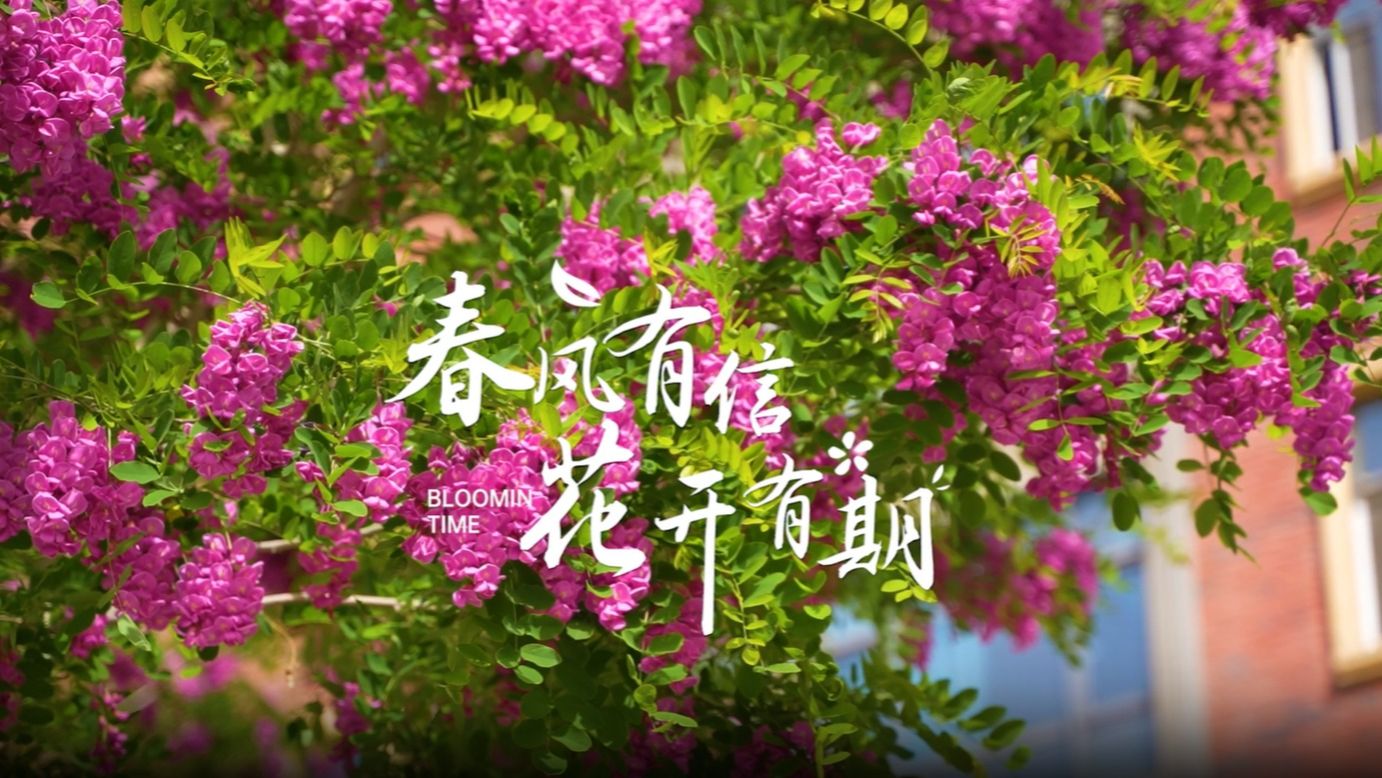 【书香盈袖】春日校园